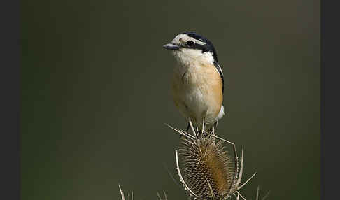 Maskenwürger (Lanius nubicus)