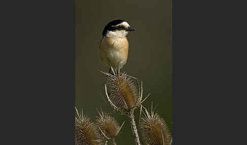 Maskenwürger (Lanius nubicus)