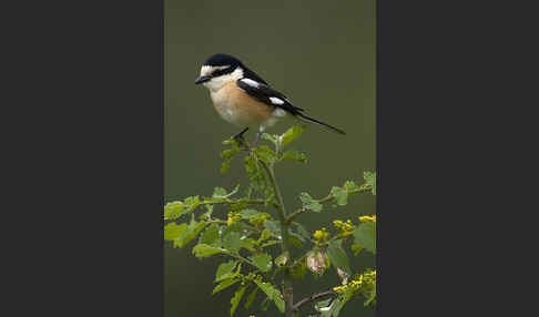 Maskenwürger (Lanius nubicus)