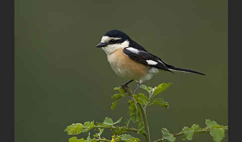 Maskenwürger (Lanius nubicus)