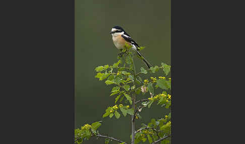 Maskenwürger (Lanius nubicus)