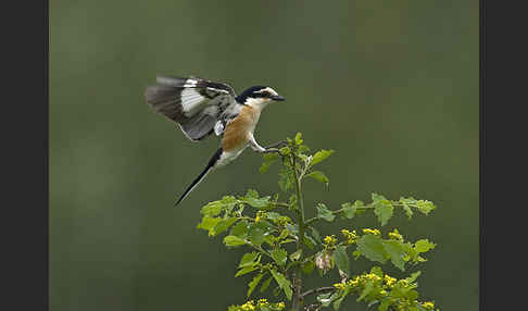 Maskenwürger (Lanius nubicus)