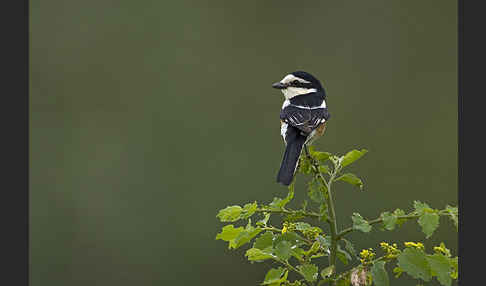 Maskenwürger (Lanius nubicus)