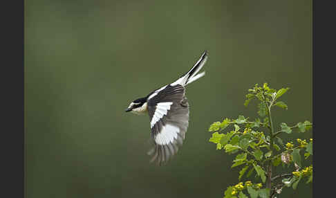 Maskenwürger (Lanius nubicus)