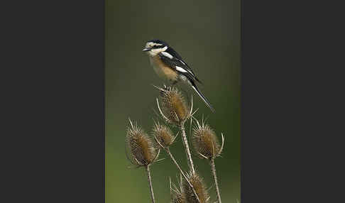 Maskenwürger (Lanius nubicus)