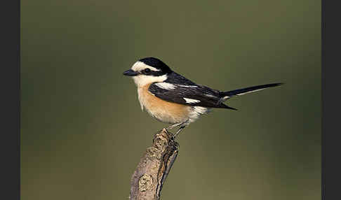 Maskenwürger (Lanius nubicus)