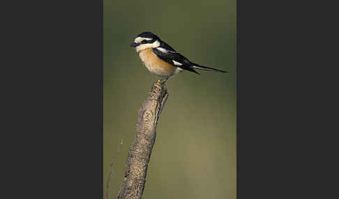 Maskenwürger (Lanius nubicus)