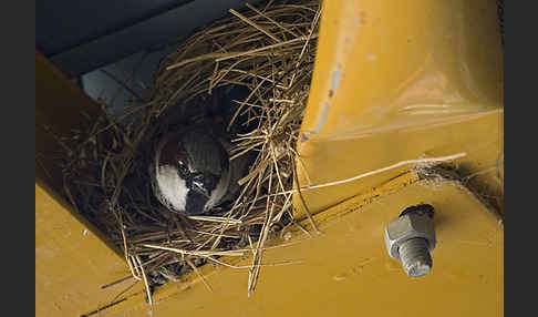 Haussperling (Passer domesticus)