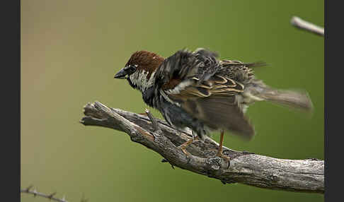 Weidensperling (Passer hispaniolensis)