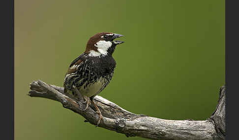 Weidensperling (Passer hispaniolensis)