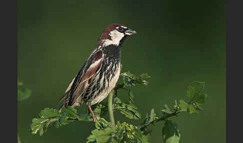 Weidensperling (Passer hispaniolensis)