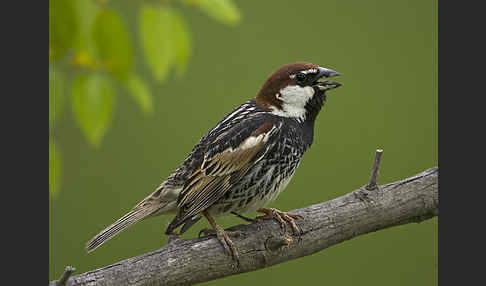 Weidensperling (Passer hispaniolensis)