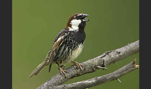 Weidensperling (Passer hispaniolensis)