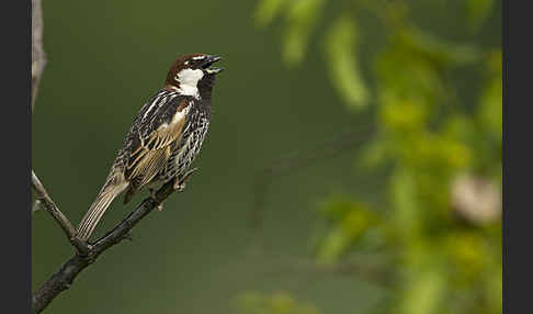 Weidensperling (Passer hispaniolensis)