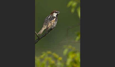 Weidensperling (Passer hispaniolensis)