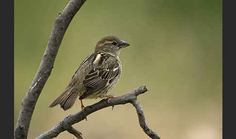 Weidensperling (Passer hispaniolensis)