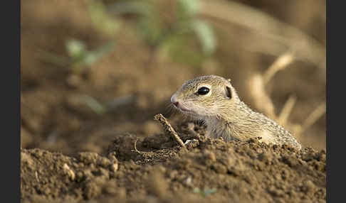 Gemeines Ziesel (Citellus citellus)