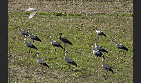 Weißstorch (Ciconia ciconia)