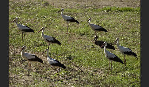 Weißstorch (Ciconia ciconia)