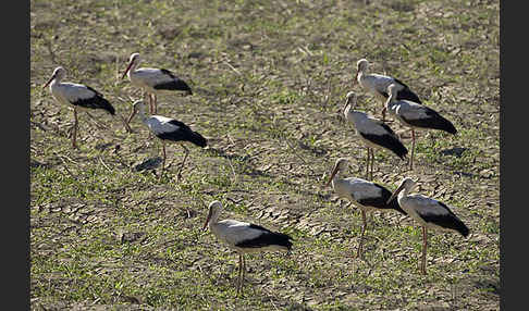 Weißstorch (Ciconia ciconia)