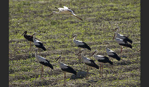 Weißstorch (Ciconia ciconia)