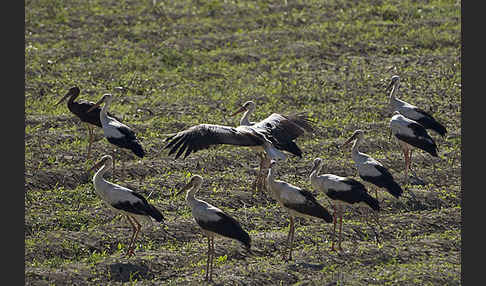 Weißstorch (Ciconia ciconia)