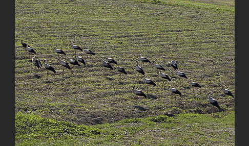 Weißstorch (Ciconia ciconia)