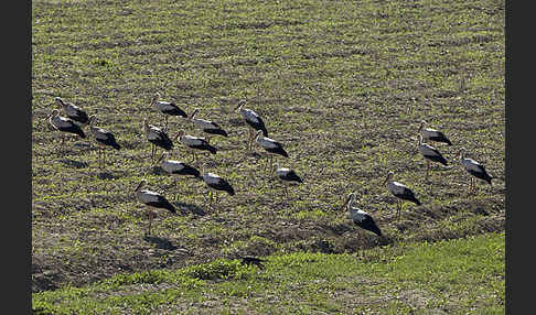 Weißstorch (Ciconia ciconia)