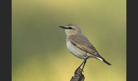 Isabellsteinschmätzer (Oenanthe isabellina)