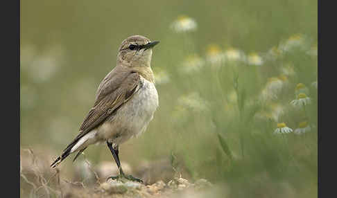 Isabellsteinschmätzer (Oenanthe isabellina)