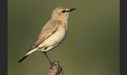 Isabellsteinschmätzer (Oenanthe isabellina)