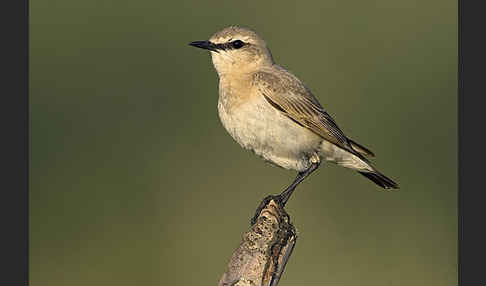 Isabellsteinschmätzer (Oenanthe isabellina)