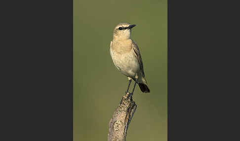 Isabellsteinschmätzer (Oenanthe isabellina)