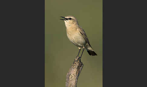 Isabellsteinschmätzer (Oenanthe isabellina)