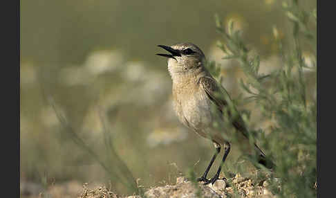 Isabellsteinschmätzer (Oenanthe isabellina)