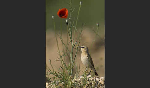 Isabellsteinschmätzer (Oenanthe isabellina)