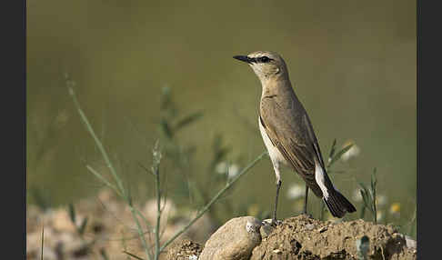 Isabellsteinschmätzer (Oenanthe isabellina)