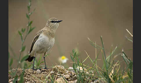 Isabellsteinschmätzer (Oenanthe isabellina)