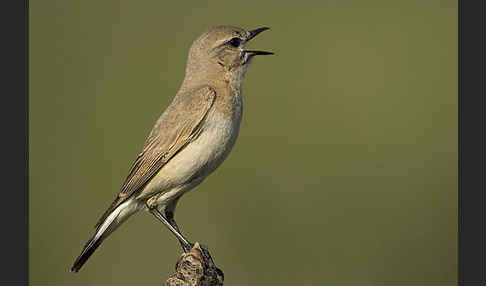 Isabellsteinschmätzer (Oenanthe isabellina)