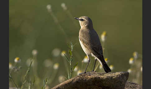 Isabellsteinschmätzer (Oenanthe isabellina)