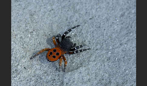 Röhrenspinne spec. (Eresus  cinnaberinus)