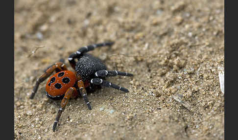 Röhrenspinne spec. (Eresus  cinnaberinus)