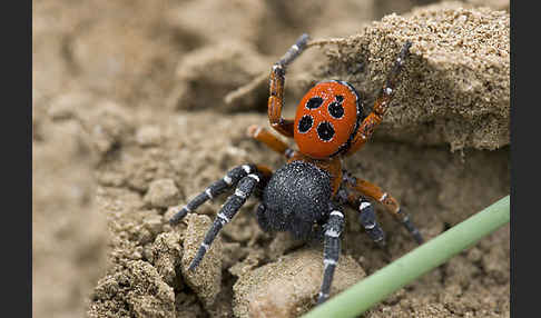 Röhrenspinne spec. (Eresus  cinnaberinus)