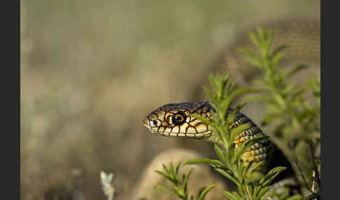 Kaspische Zornnatter (Dolichophis caspius)