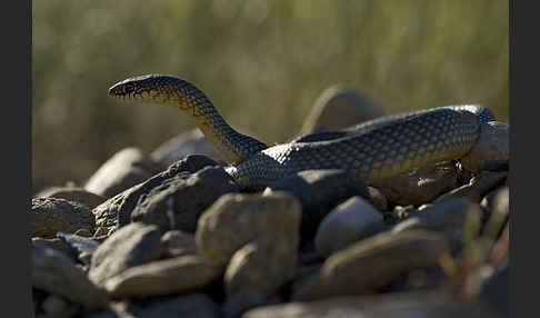 Kaspische Zornnatter (Dolichophis caspius)