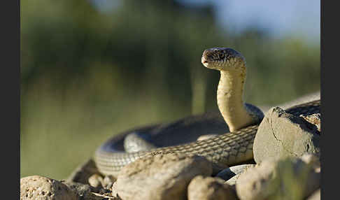 Kaspische Zornnatter (Dolichophis caspius)