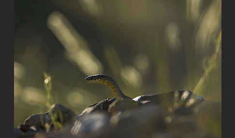 Kaspische Zornnatter (Dolichophis caspius)