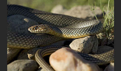 Kaspische Zornnatter (Dolichophis caspius)