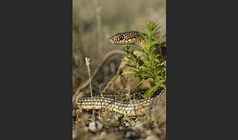 Kaspische Zornnatter (Dolichophis caspius)