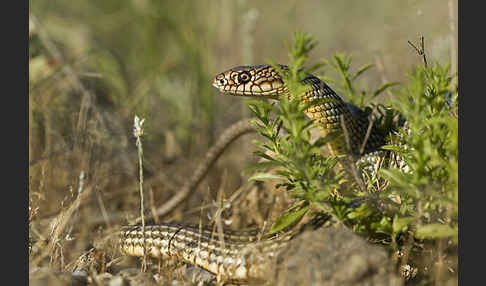 Kaspische Zornnatter (Dolichophis caspius)